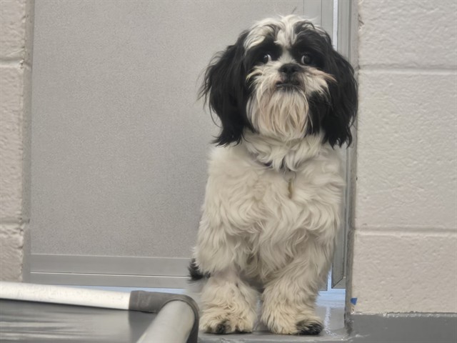Richard - Male - Shih Tzu