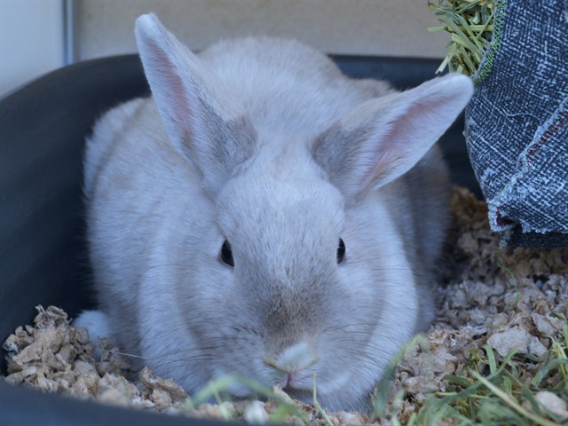Biscuit - Female - Dwarf