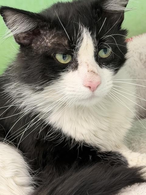 Mr Darcy - Male - Domestic LH