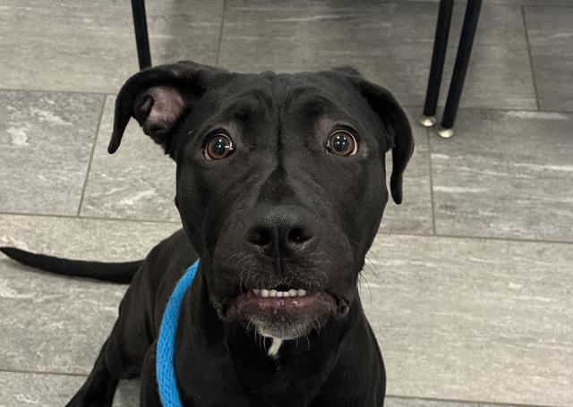 Namora - Female - Mastiff-Mix
