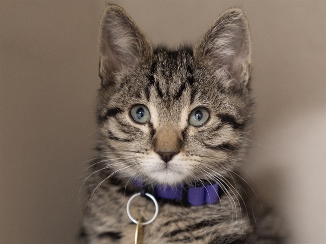 Ricky - Male - Domestic SH