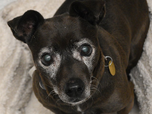 Bean - Male - Chihuahua