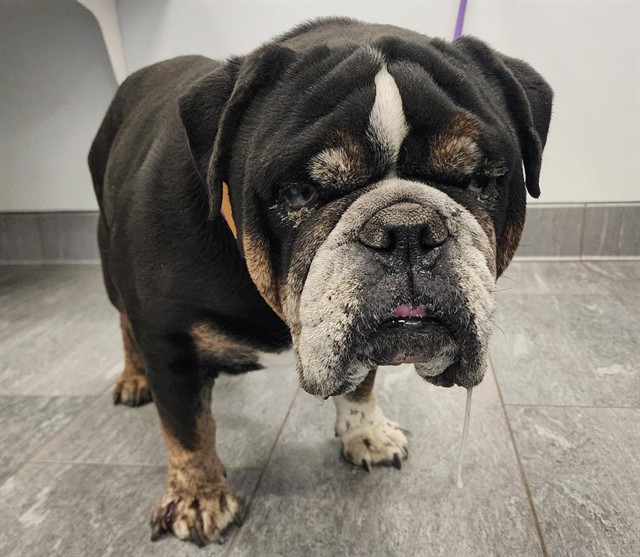 Stewart - Male - English Bulldog