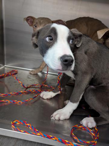 Cortado - Male - Pit Bull