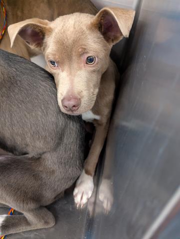 Macchiato - Male - Pit Bull
