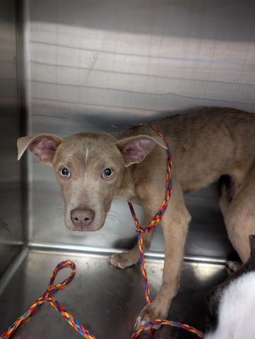 Espresso - Female - Pit Bull