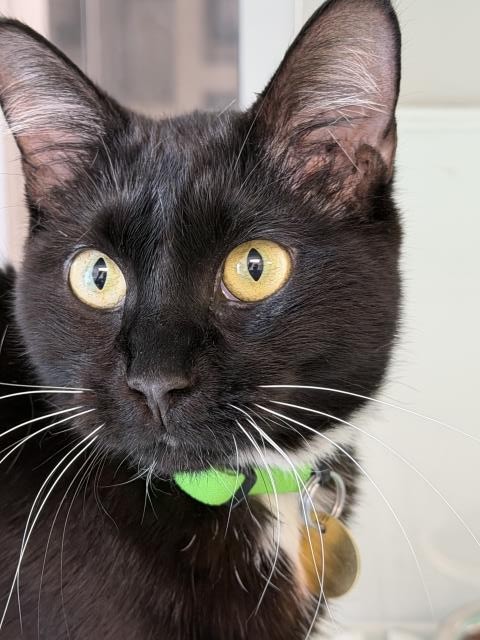Jane - Female - Domestic SH