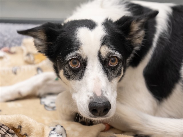 Missy - Female - Border Collie-Mix