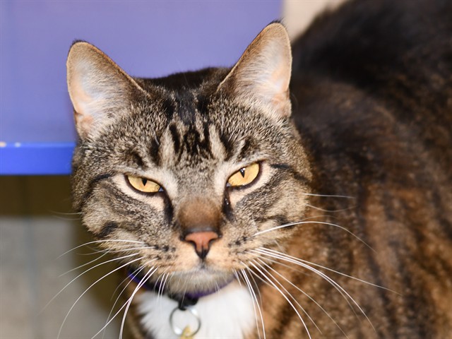 Winston - Male - Domestic SH
