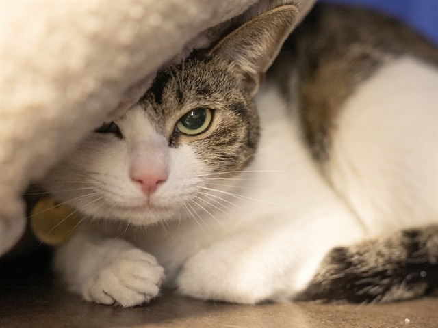 Jasper - Male - Domestic SH