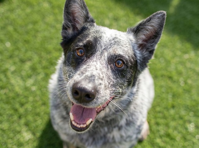 Bella - Female - Australian Cattle Dog-Mix