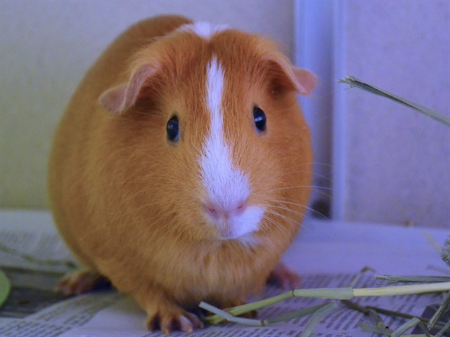 Nova - Female - Guinea Pig
