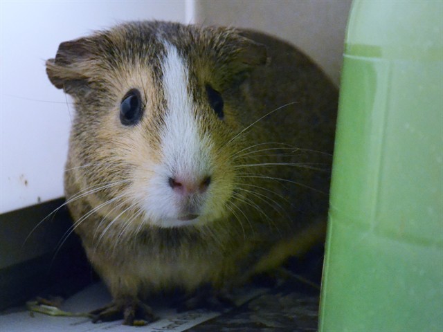 Venus - Female - Guinea Pig
