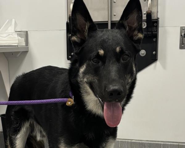 Arnold Palmer - Male - German Shepherd