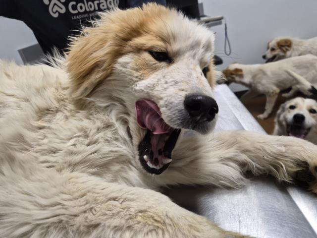 Thumb Thumb - Male - Great Pyrenees-Mix