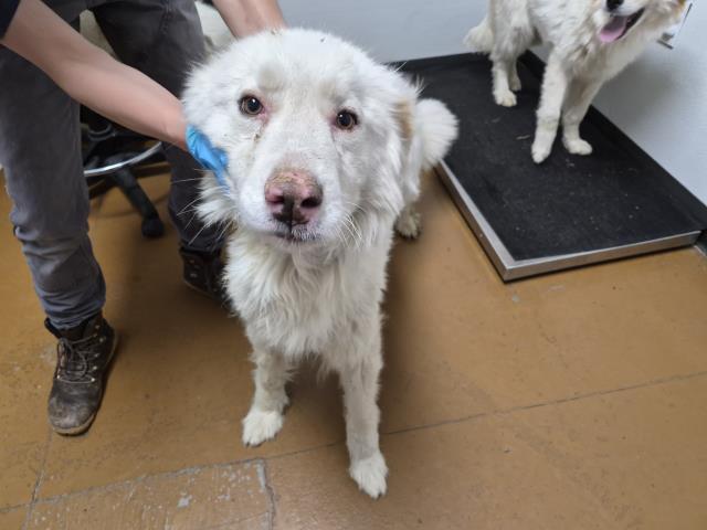 Gerti Giggles - Female - Great Pyrenees-Mix