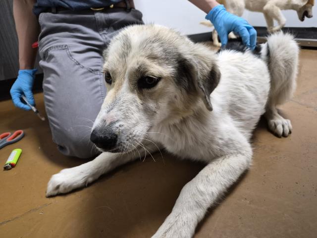 Ms Gradenko - Female - Great Pyrenees-Mix