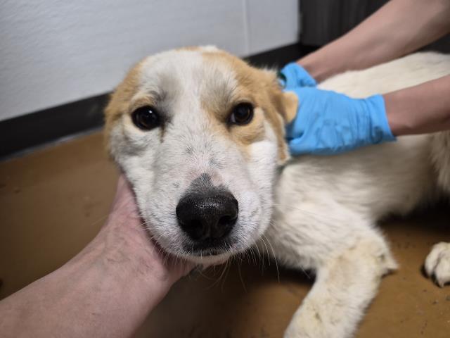 Carmen Cortez - Female - Great Pyrenees-Mix
