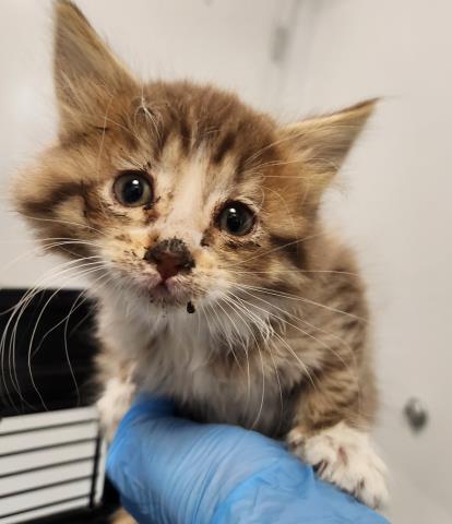 Punky - Female - Domestic MH