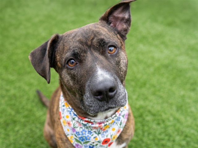 Shiba - Female - Staffordshire Bull Terrier