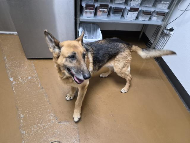 Juni - Female - German Shepherd