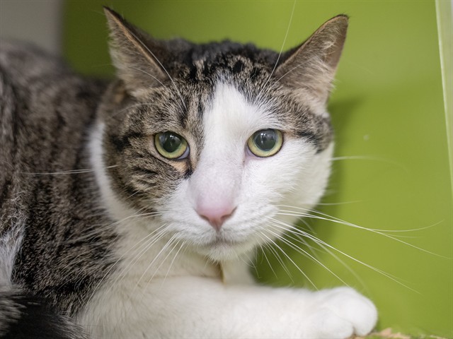 T Challa - Male - Domestic SH