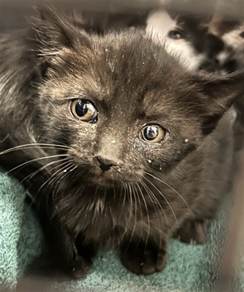 Quesadilla - Female - Domestic SH
