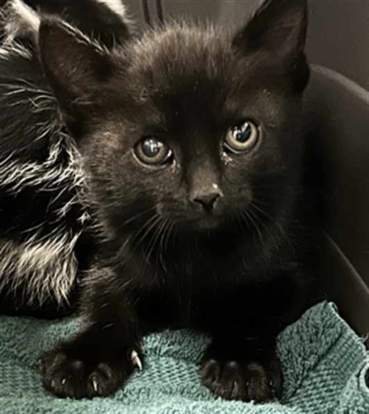 Salsa - Female - Domestic SH