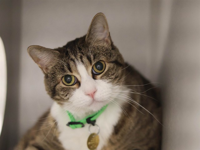 Gatana - Female - Domestic SH