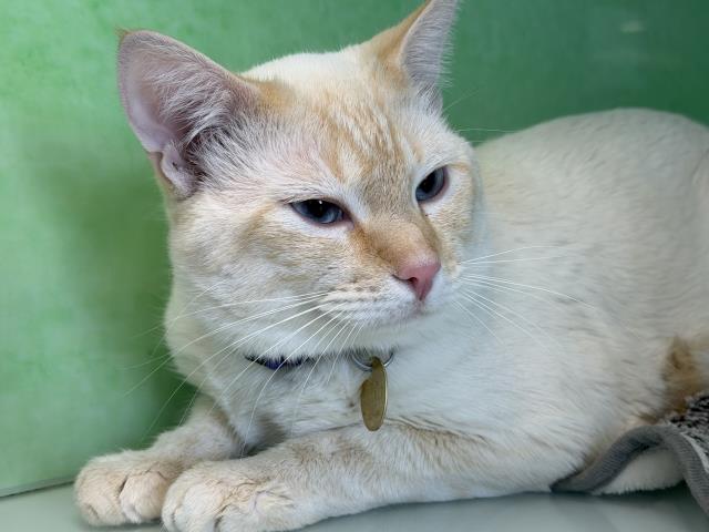 Honey - Male - Domestic SH
