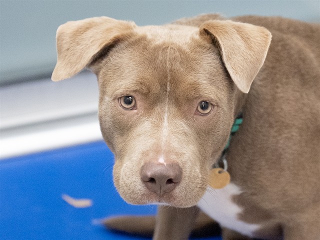 Spirit - Female - Pit Bull-Mix