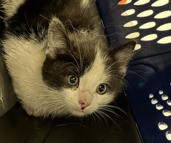 Tostada - Female - Domestic SH