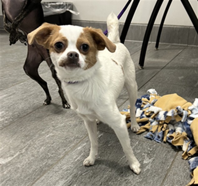 Kuromi - Female - Chihuahua