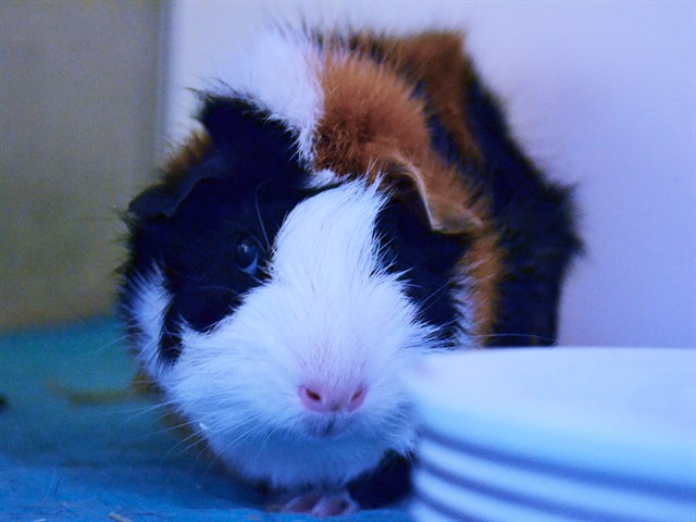 Goya - Female - Guinea Pig