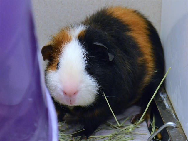 Guero - Male - Guinea Pig