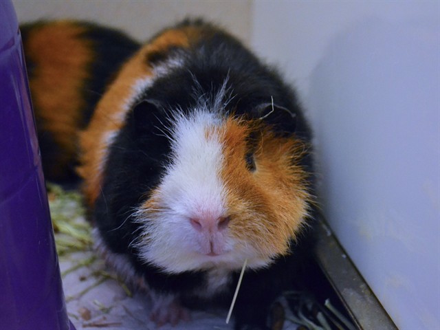 Piggy - Male - Guinea Pig