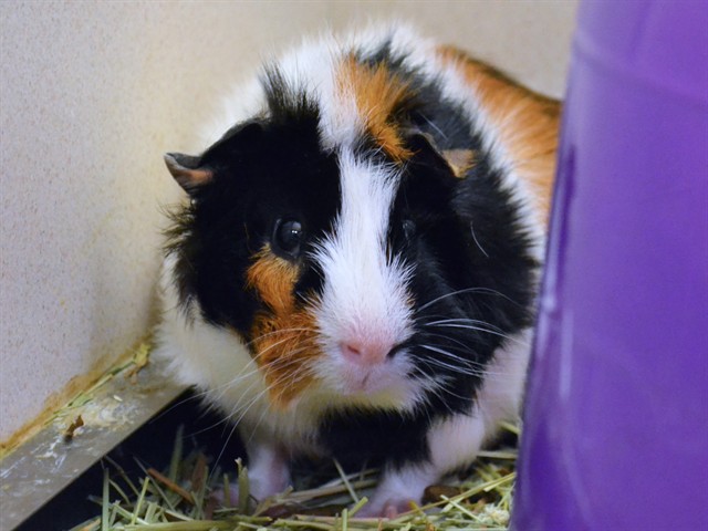 Tamal - Male - Guinea Pig