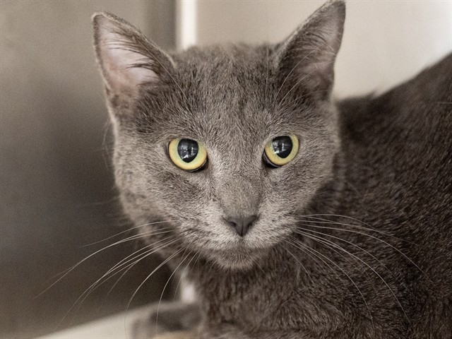 Lucy - Female - Domestic SH