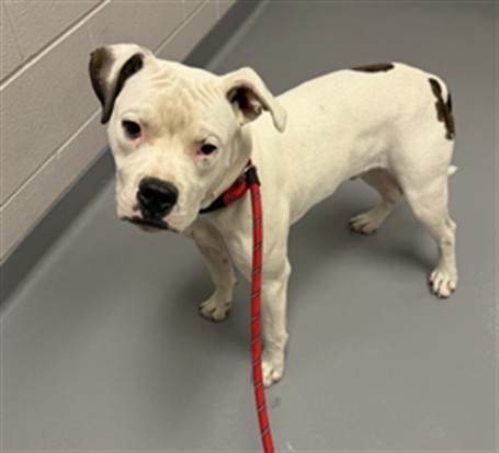 Pete - Male - American Bulldog