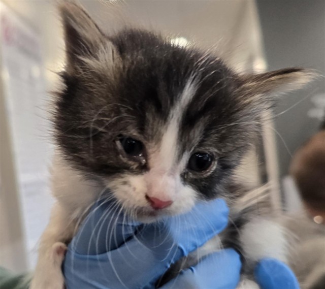 Nugget - Male - Domestic SH