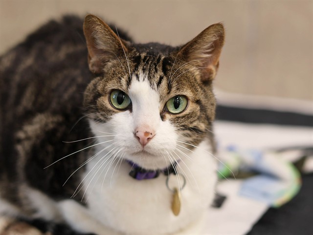 Joey - Male - Domestic SH