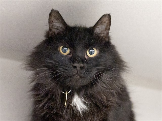 Jewels - Female - Domestic SH