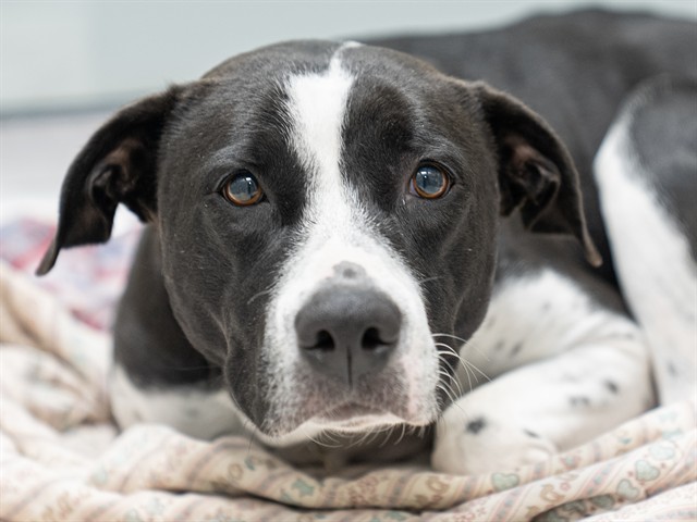 Baby - Female - Labrador Retriever-Mix