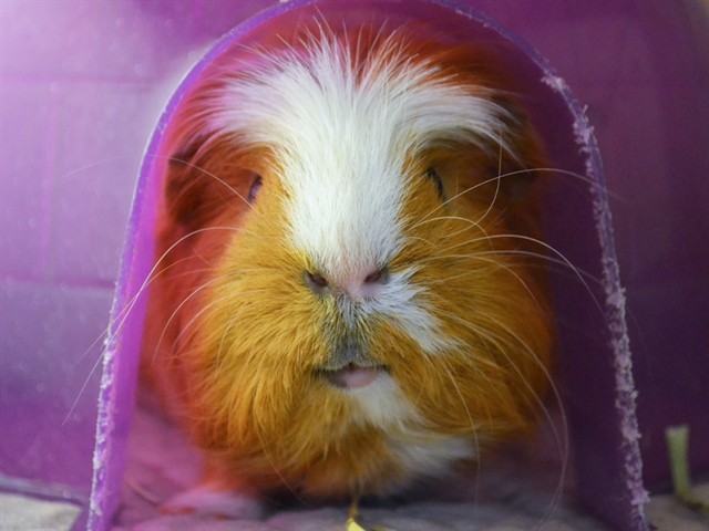 Pee-Wee - Male - Guinea Pig