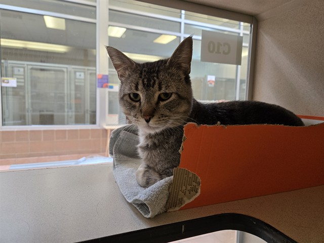 Bodie - Male - Domestic SH