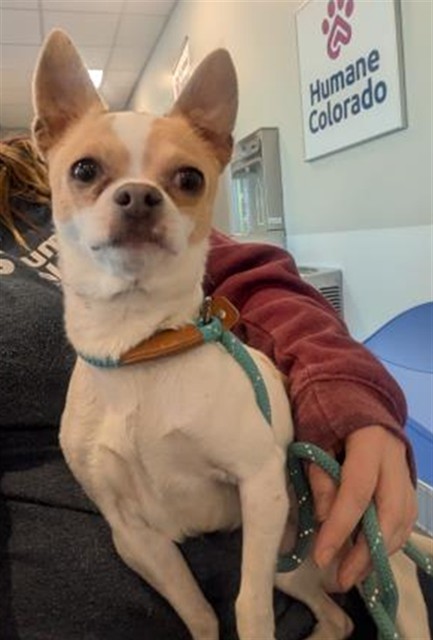 Cotija Cheese - Male - Chihuahua