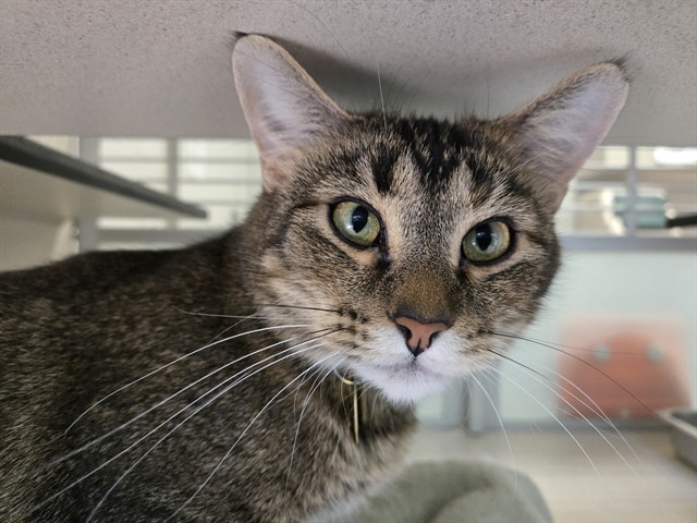Mabel - Female - Domestic SH