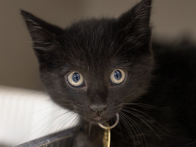 Henry - Male - Domestic SH