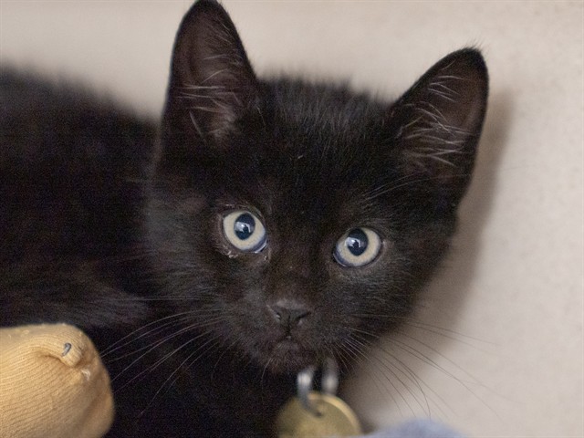 Teddy - Male - Domestic SH