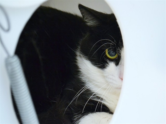 Toast - Male - Domestic SH